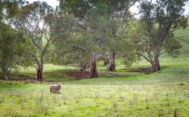 Sheep in the river redgums