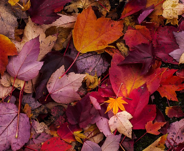 Gary Beresford Photo-105