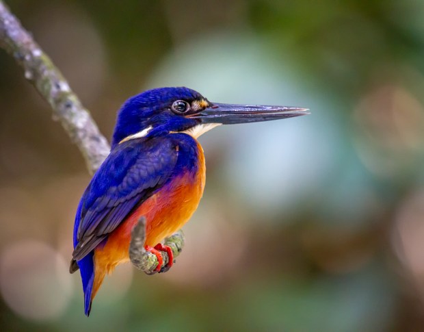 Gary Beresford Photo-116